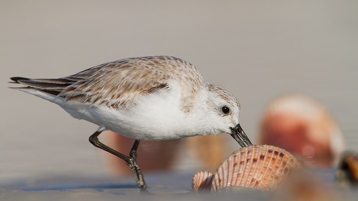 Sanderling Calidris alba Sanderling 